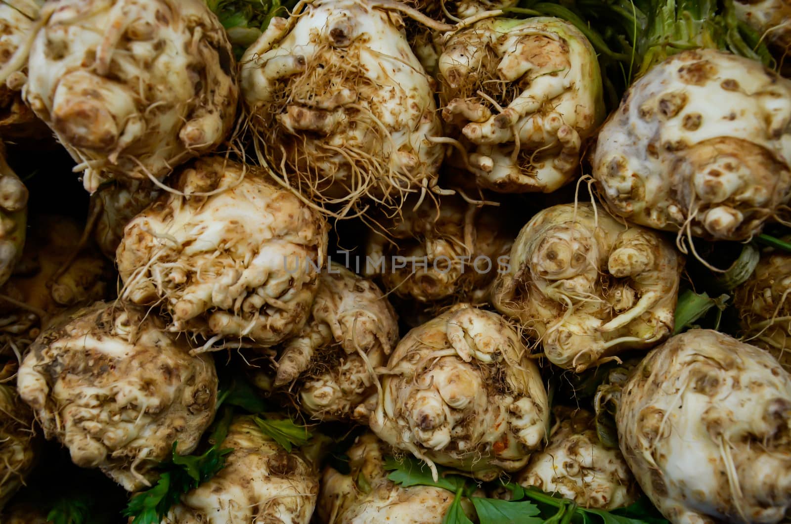 Group of celery roots