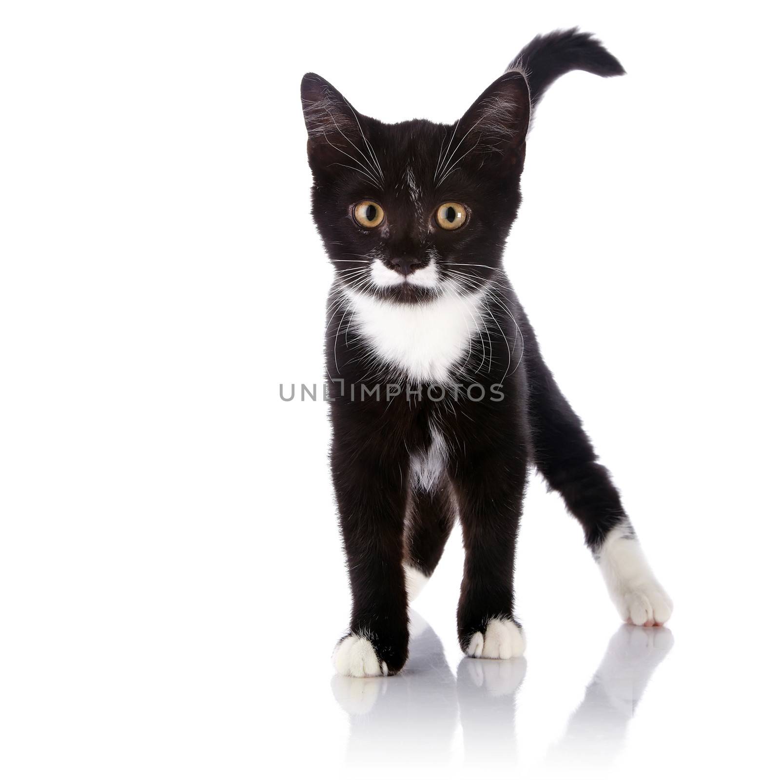 The black and white kitten costs by Azaliya