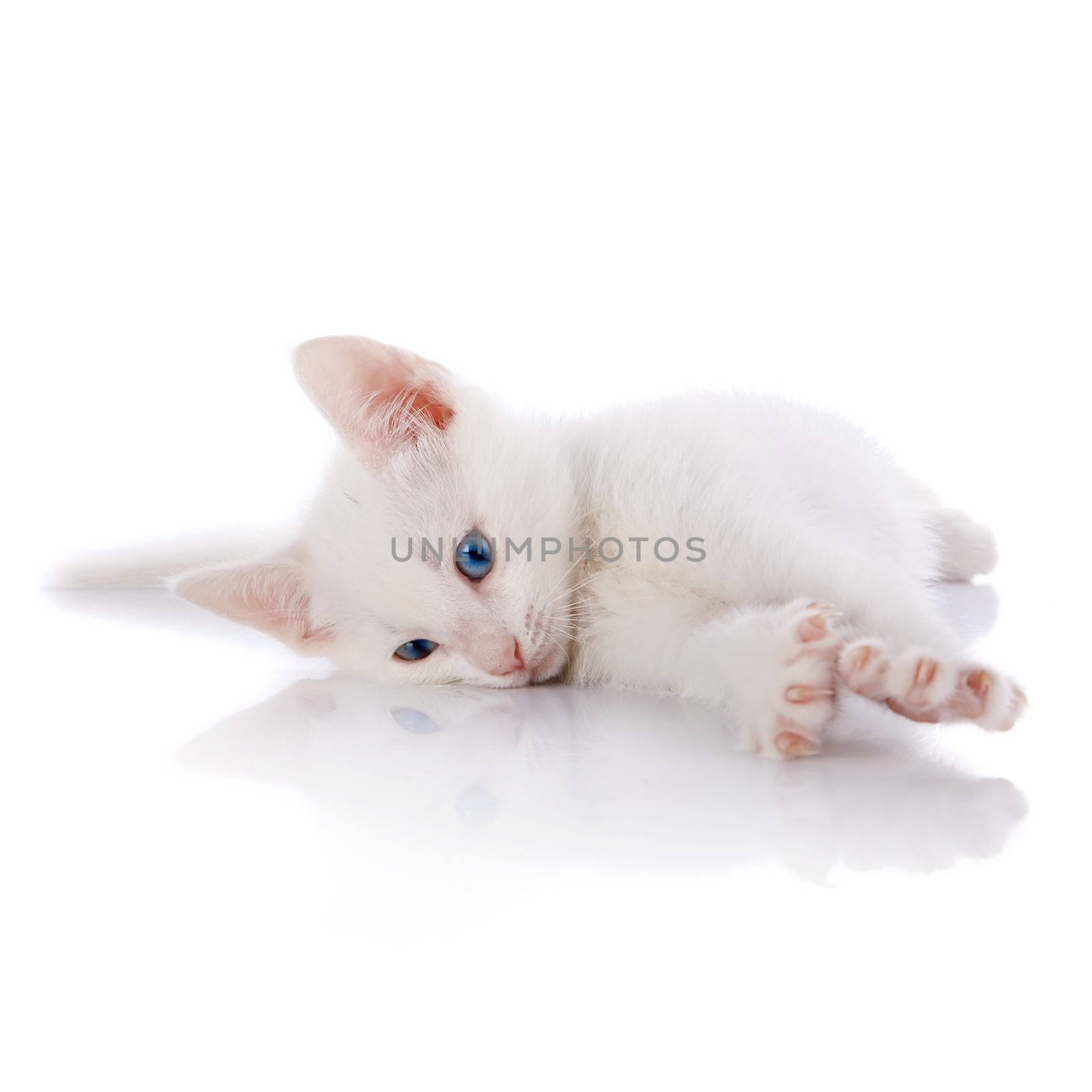 The white kitten with blue eyes lies on a white background. by Azaliya