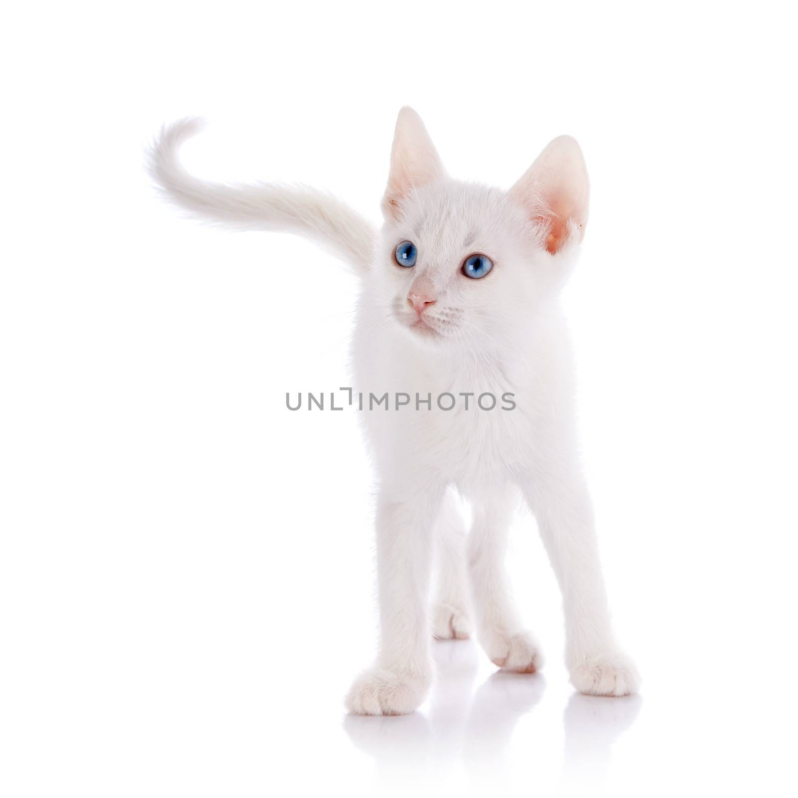 The white kitten with blue eyes costs on a white background. by Azaliya