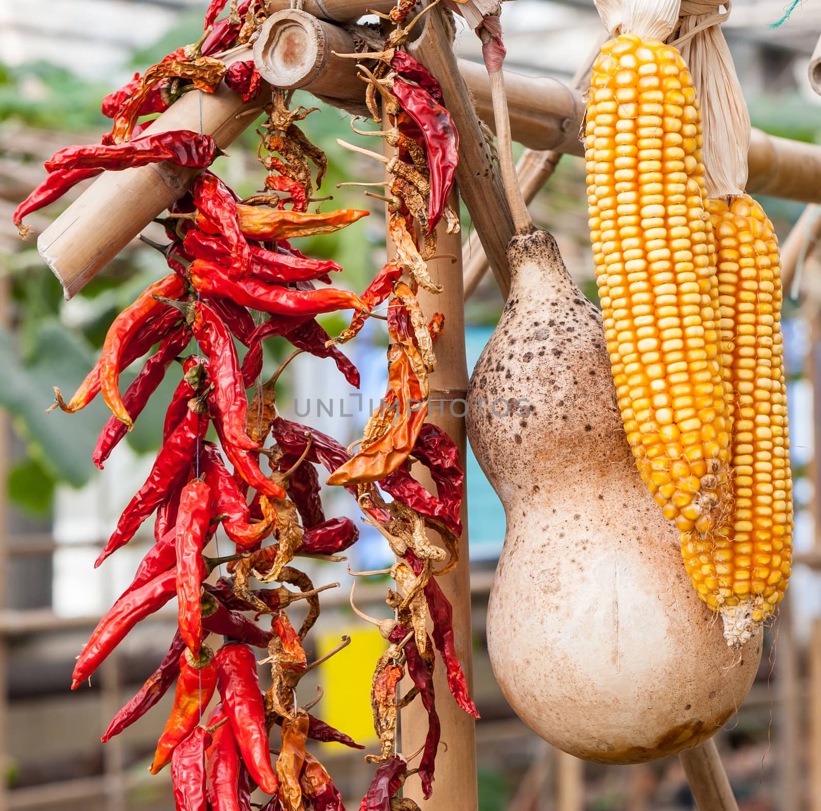 the corn, gourd,chili together in a typical Chinese farmer's house.