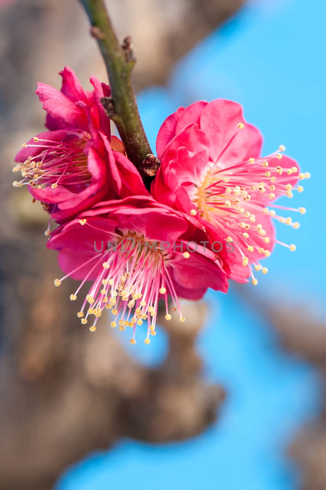 Pink Plum blossom blooms in a green house of Beijing on cold winter.