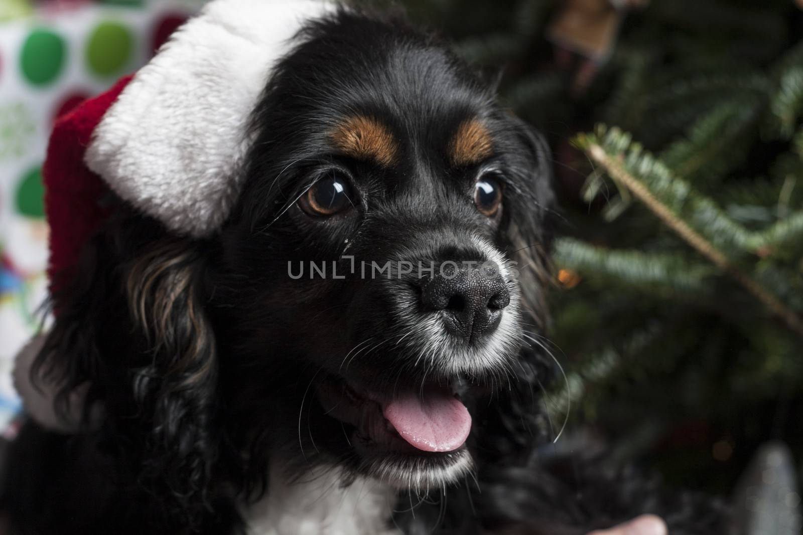 a cute Cocker Spaniel in front of a christmas tree with a santa  by snokid