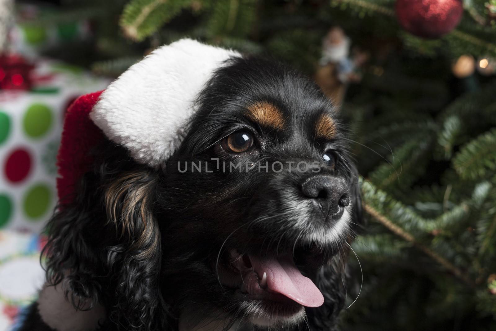 a cute Cocker Spaniel in front of a christmas tree with a santa hat