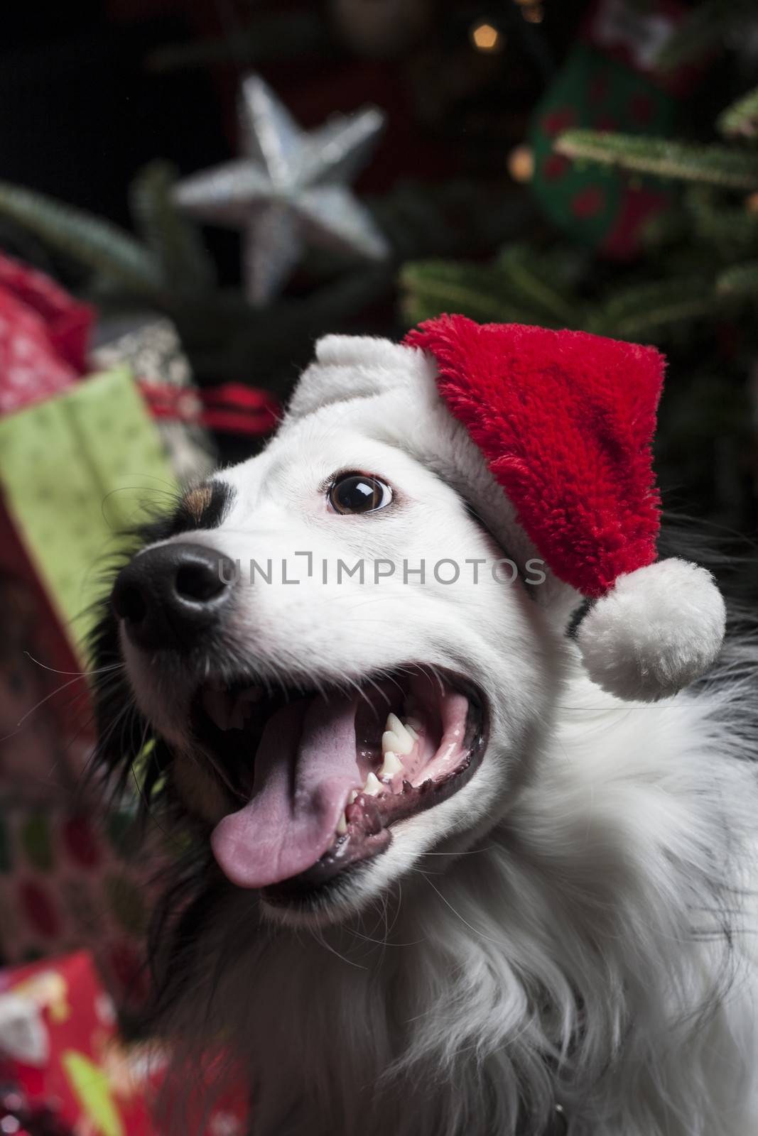 a cute Australian Shepherd in front of a christmas tree with a s by snokid