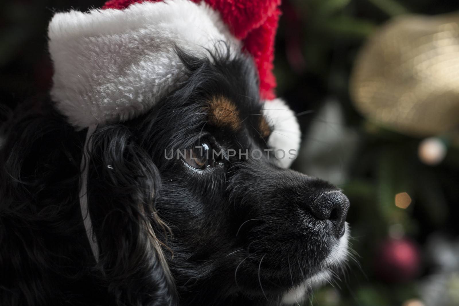 a cute Cocker Spaniel in front of a christmas tree with a santa hat