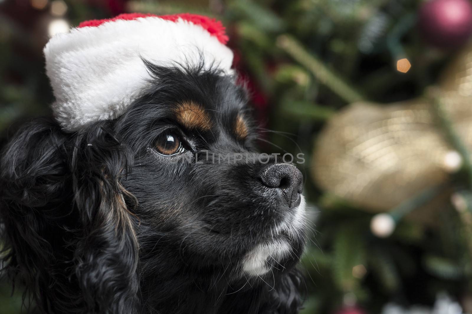 a cute Cocker Spaniel in front of a christmas tree with a santa hat