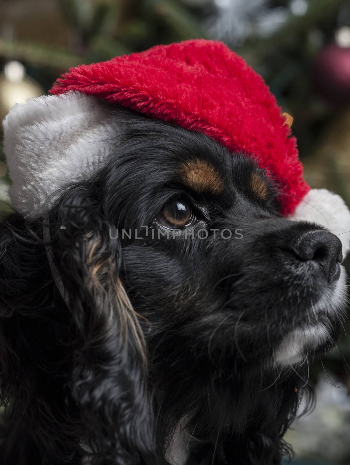 a cute Cocker Spaniel in front of a christmas tree with a santa hat