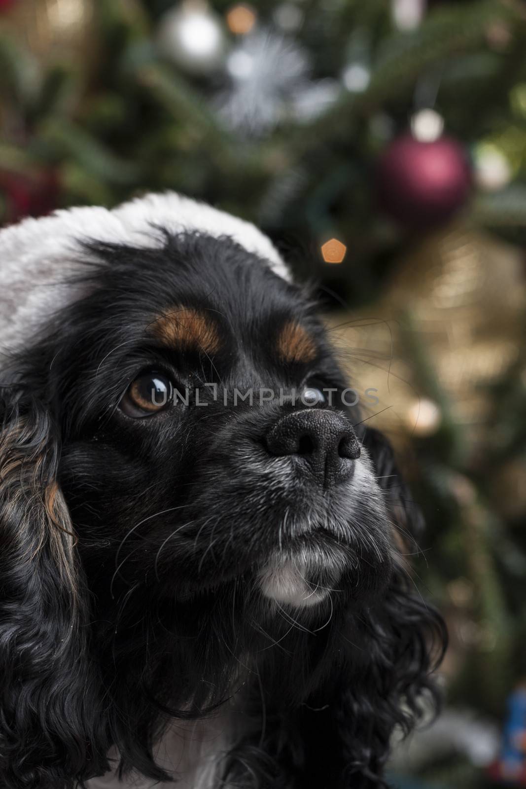 a cute Cocker Spaniel in front of a christmas tree with a santa hat