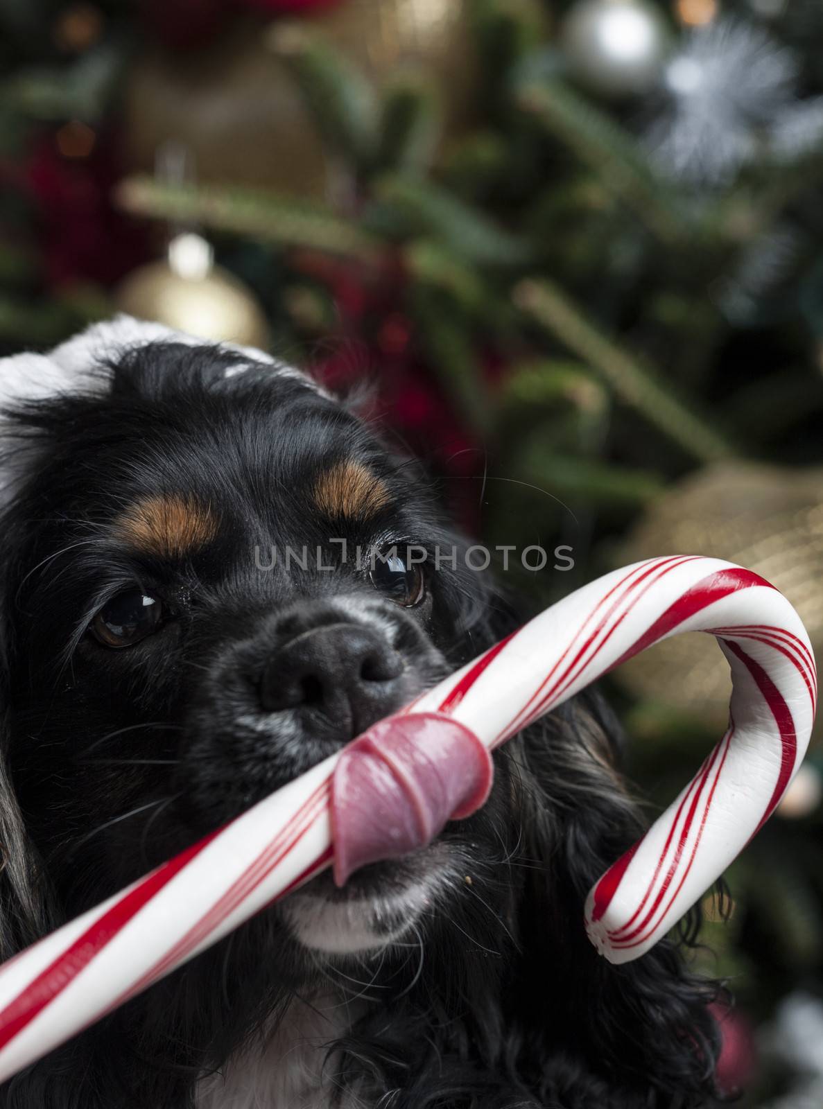 a cute Cocker Spaniel in front of a christmas tree with a santa  by snokid
