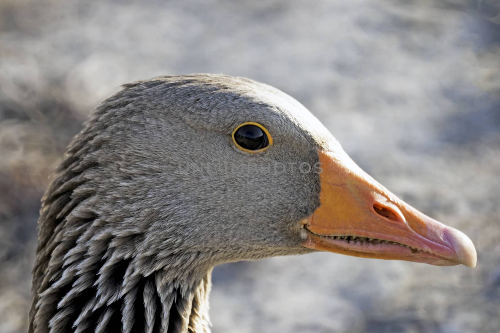  Greylag Goose by thomas_males