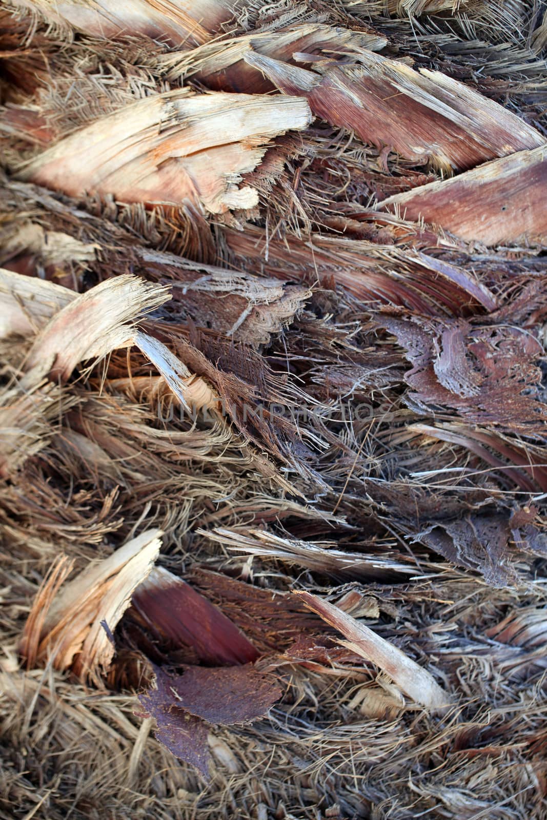 Tree Bark - Wood Trunk