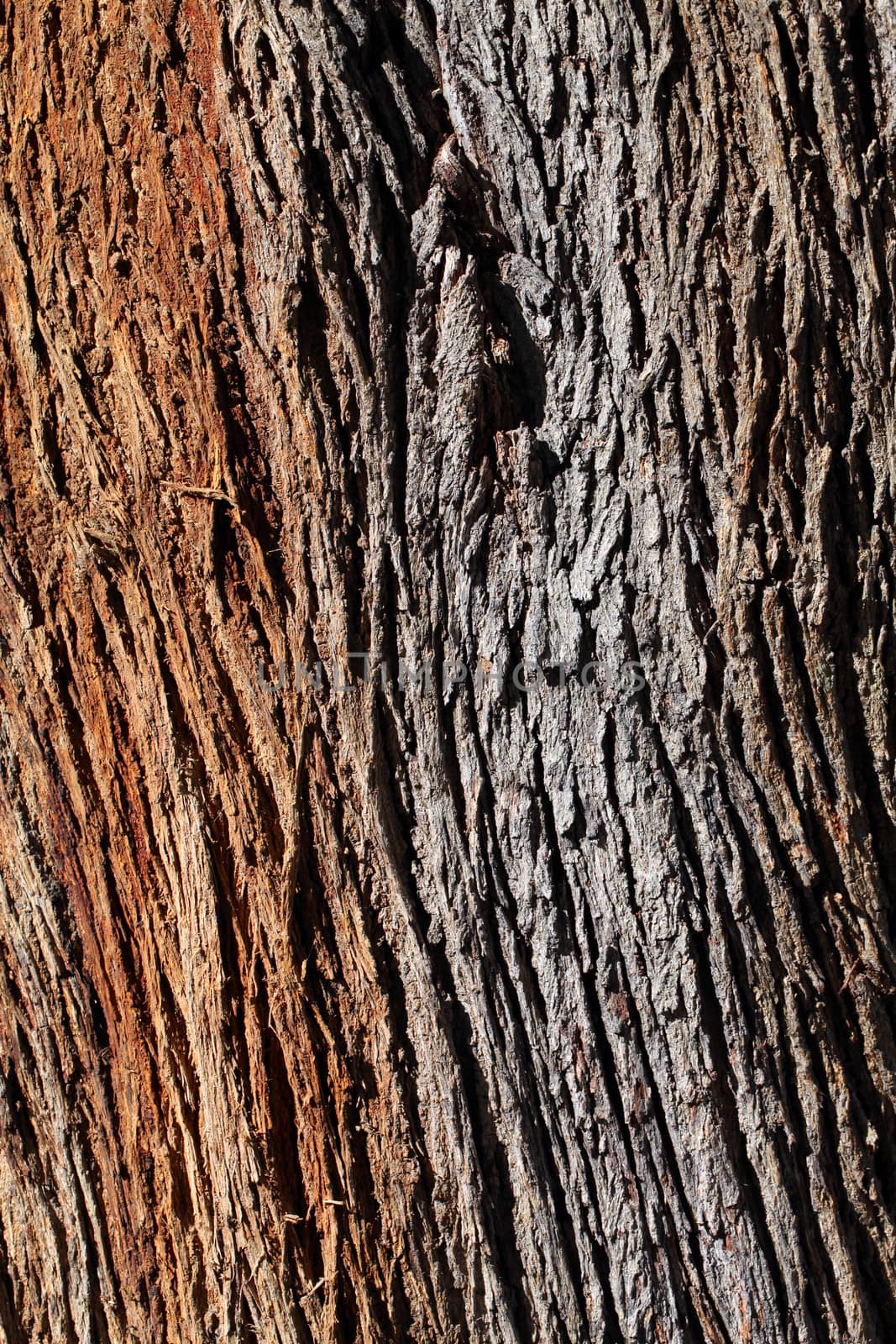 Tree Bark - Wood Trunk