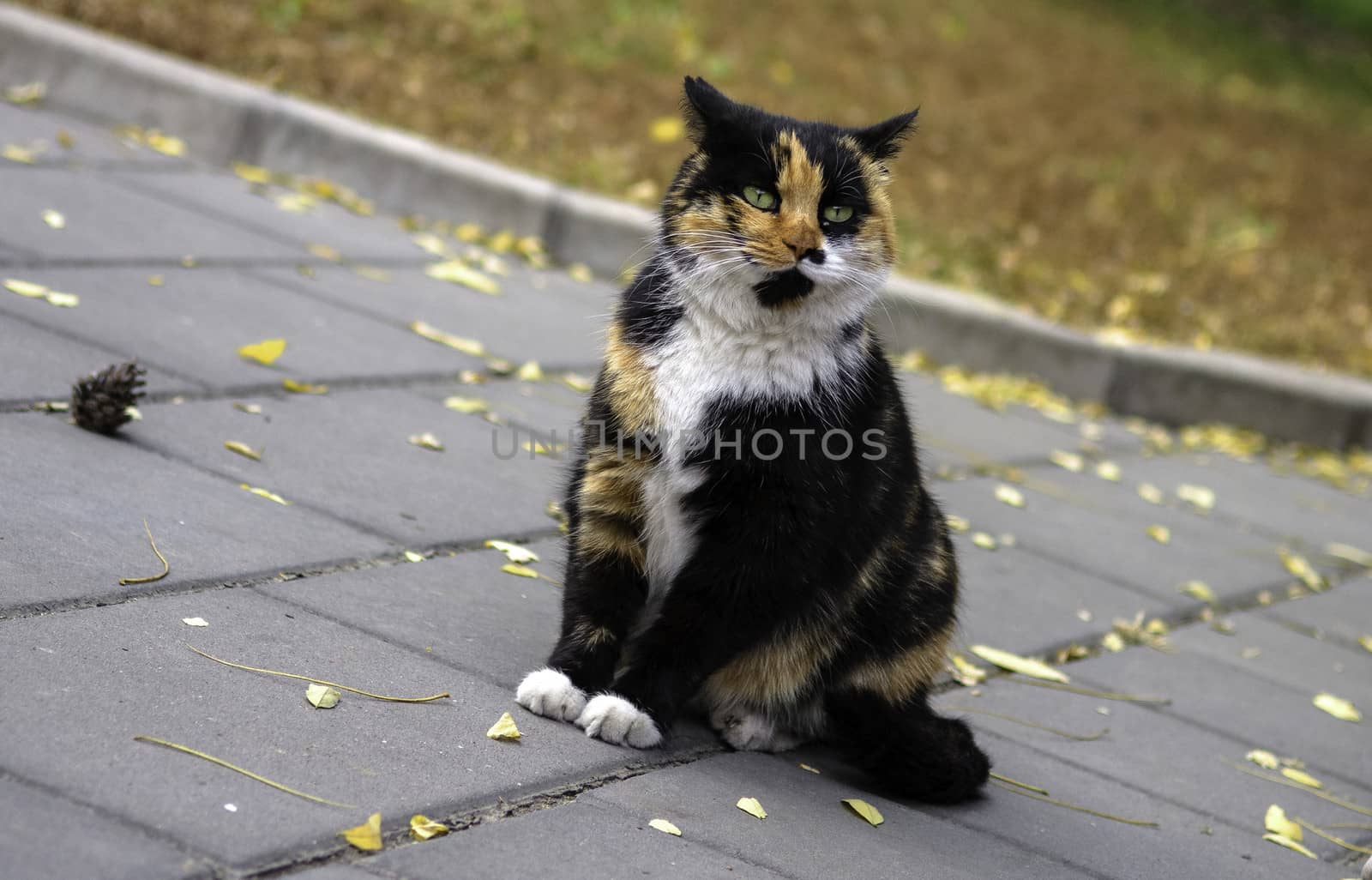A stray cat in Ditan temple of Beijing, China.