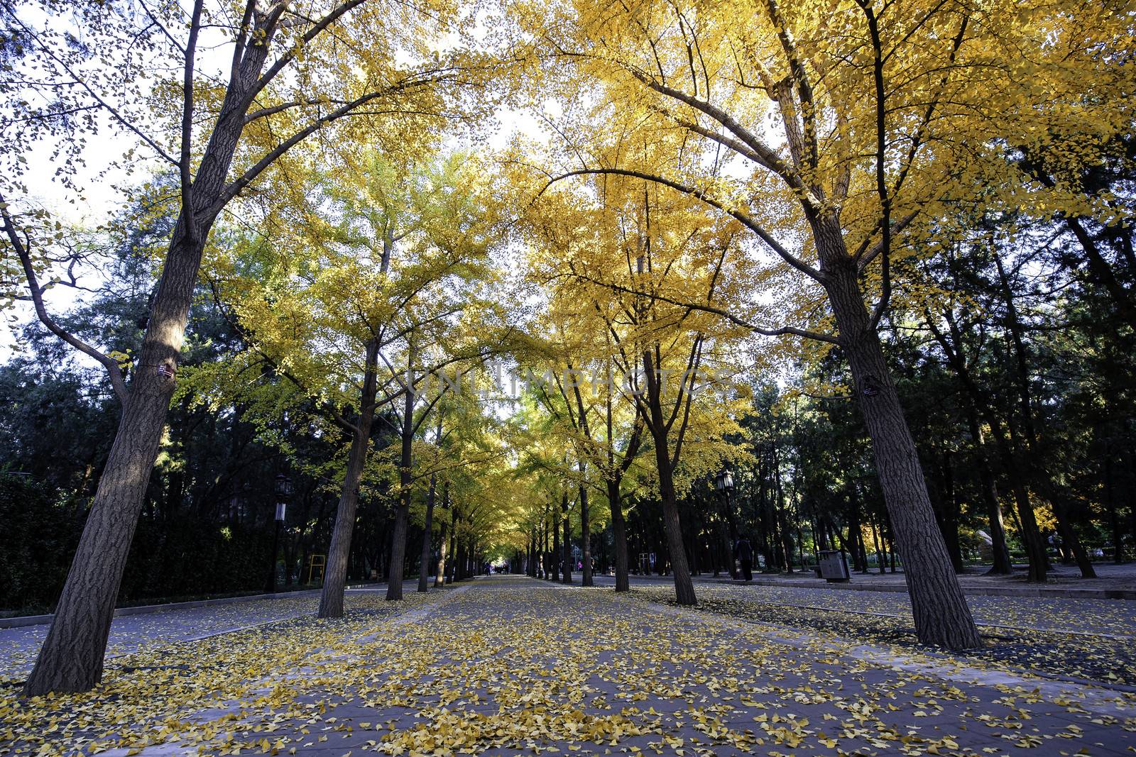 The road of ginkgo trees in Ditan of Beijing, China