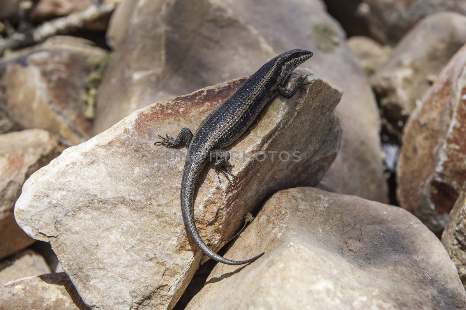 The african lizard in Namibia.