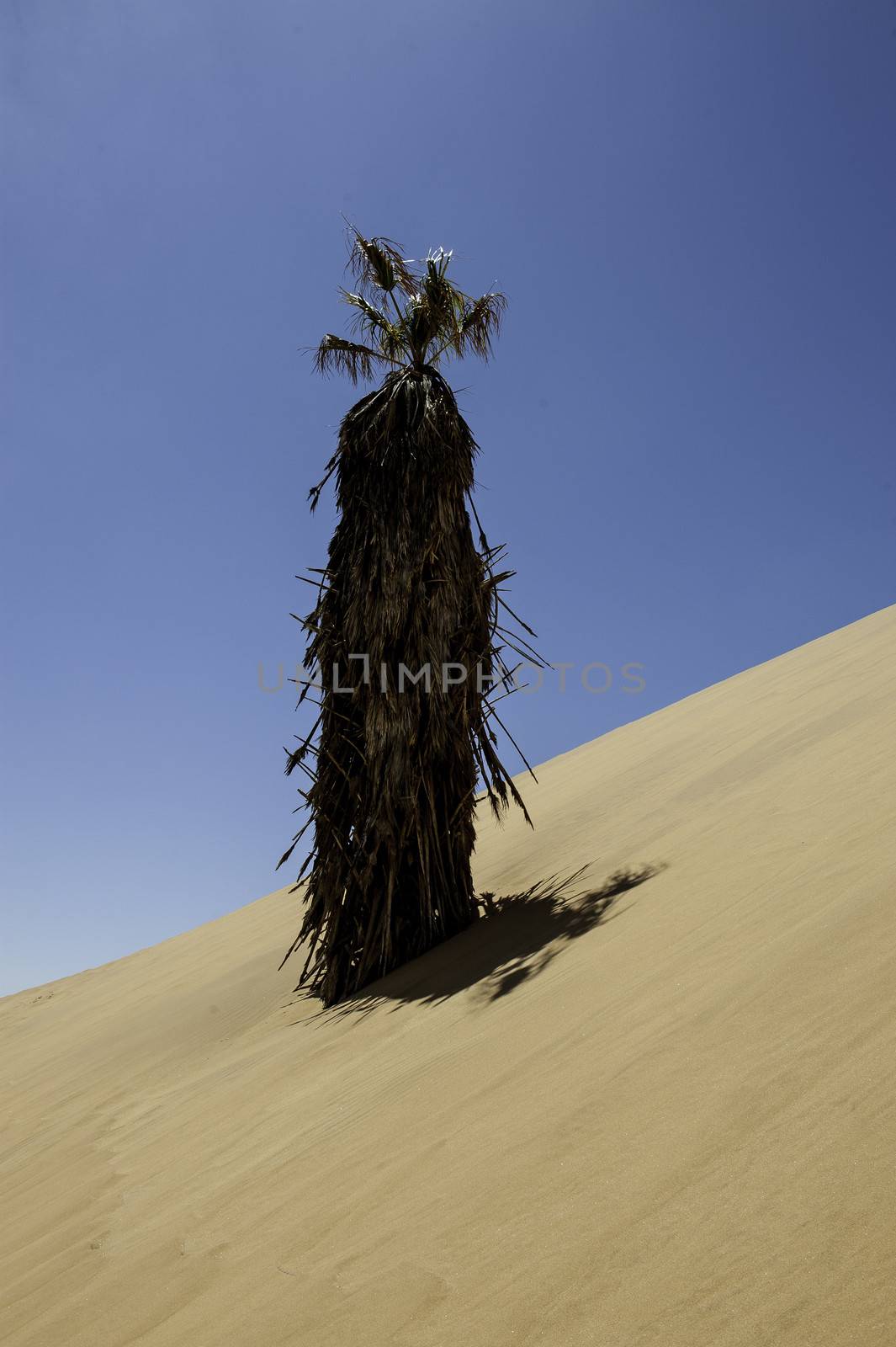 A palm tree in the Namib Desert.
