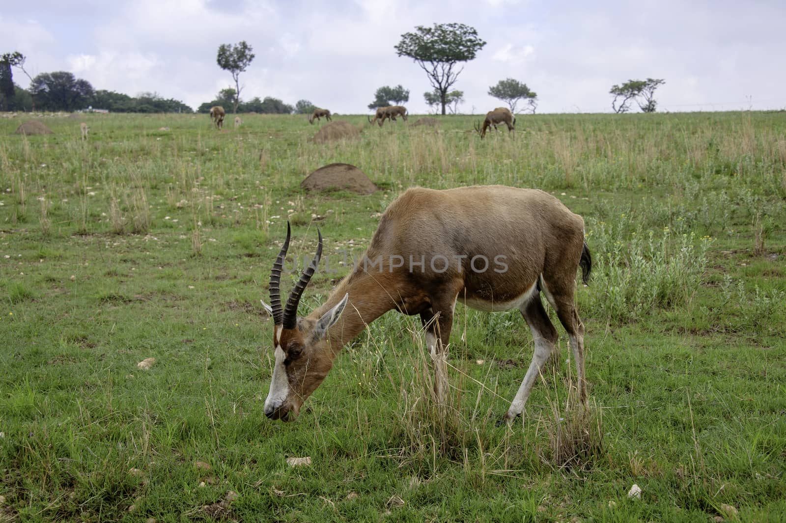 antelope by JasonYU