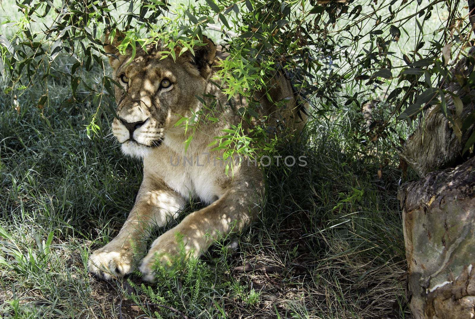 The lion in South Africa.