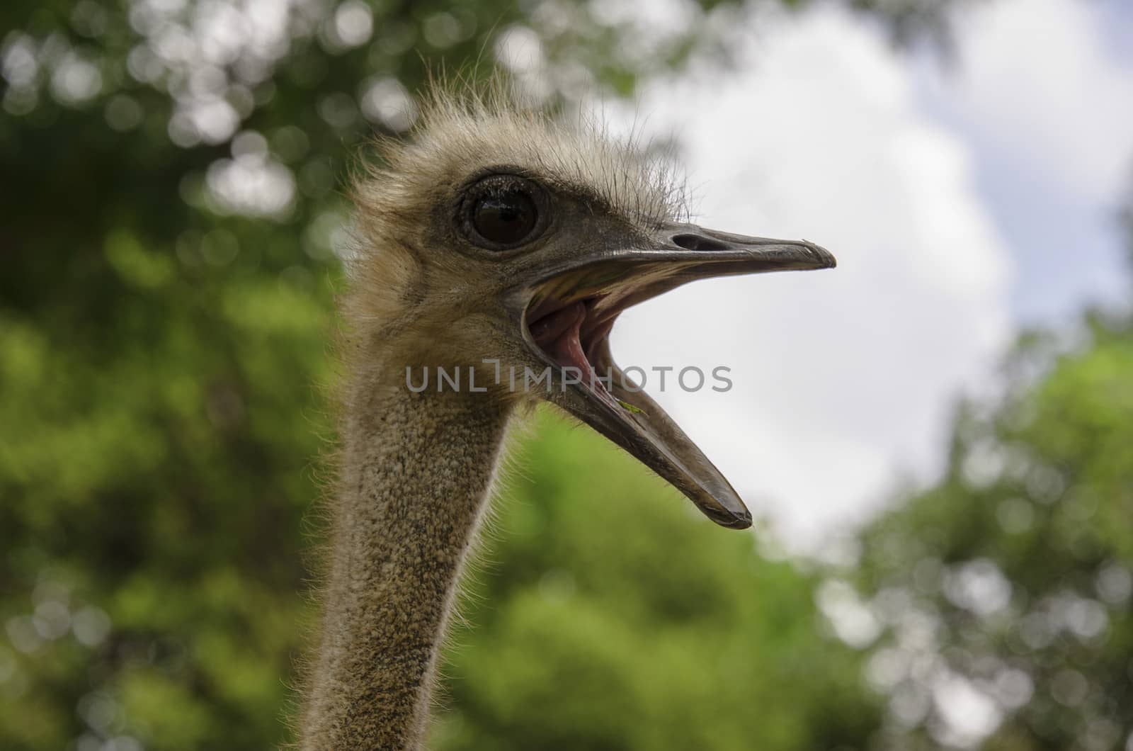 The ostrich in South Africa.