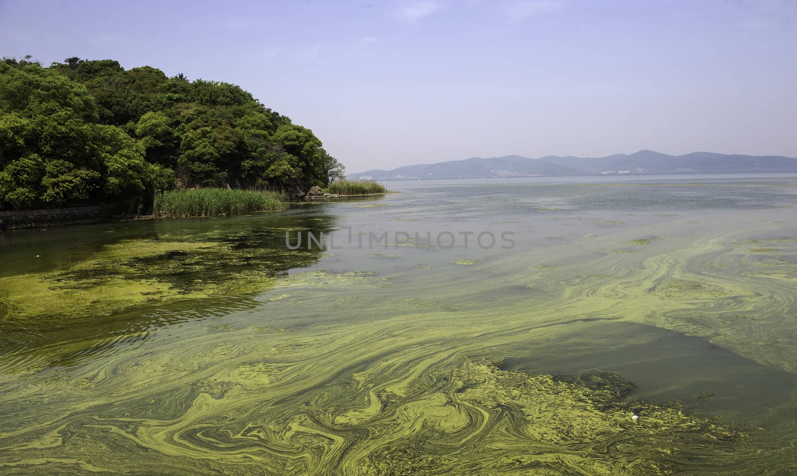  polluted water of Taihu lake  by JasonYU