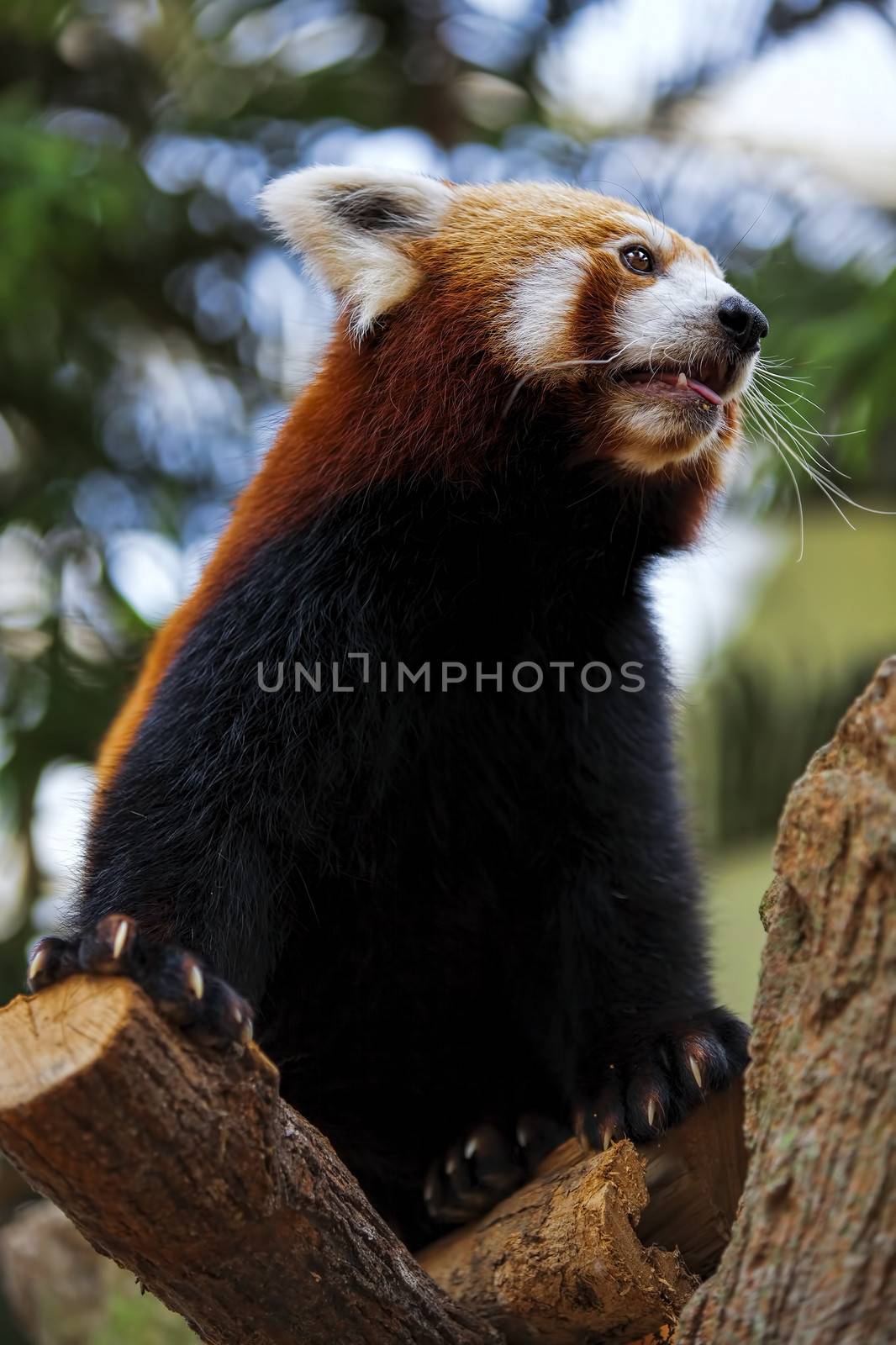 Red Panda by kjorgen