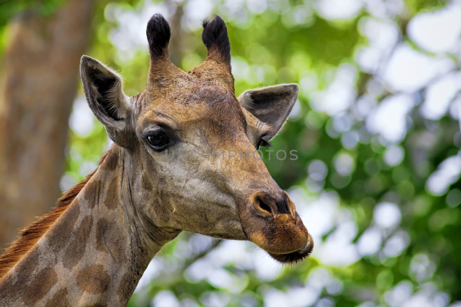 Giraffe head with neck on green background