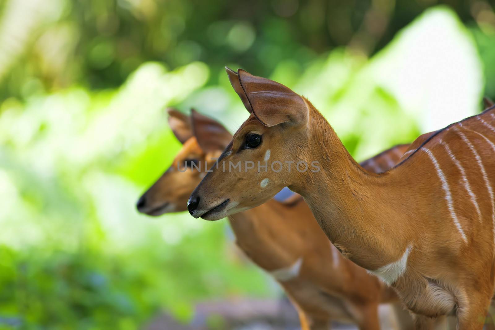 African Antelopes in the South African wilderness