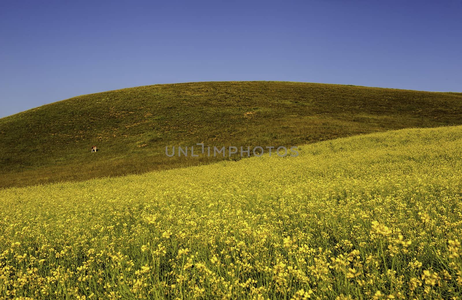 The cole flowers under the sunshine on the mountain in Qinghai province of China.