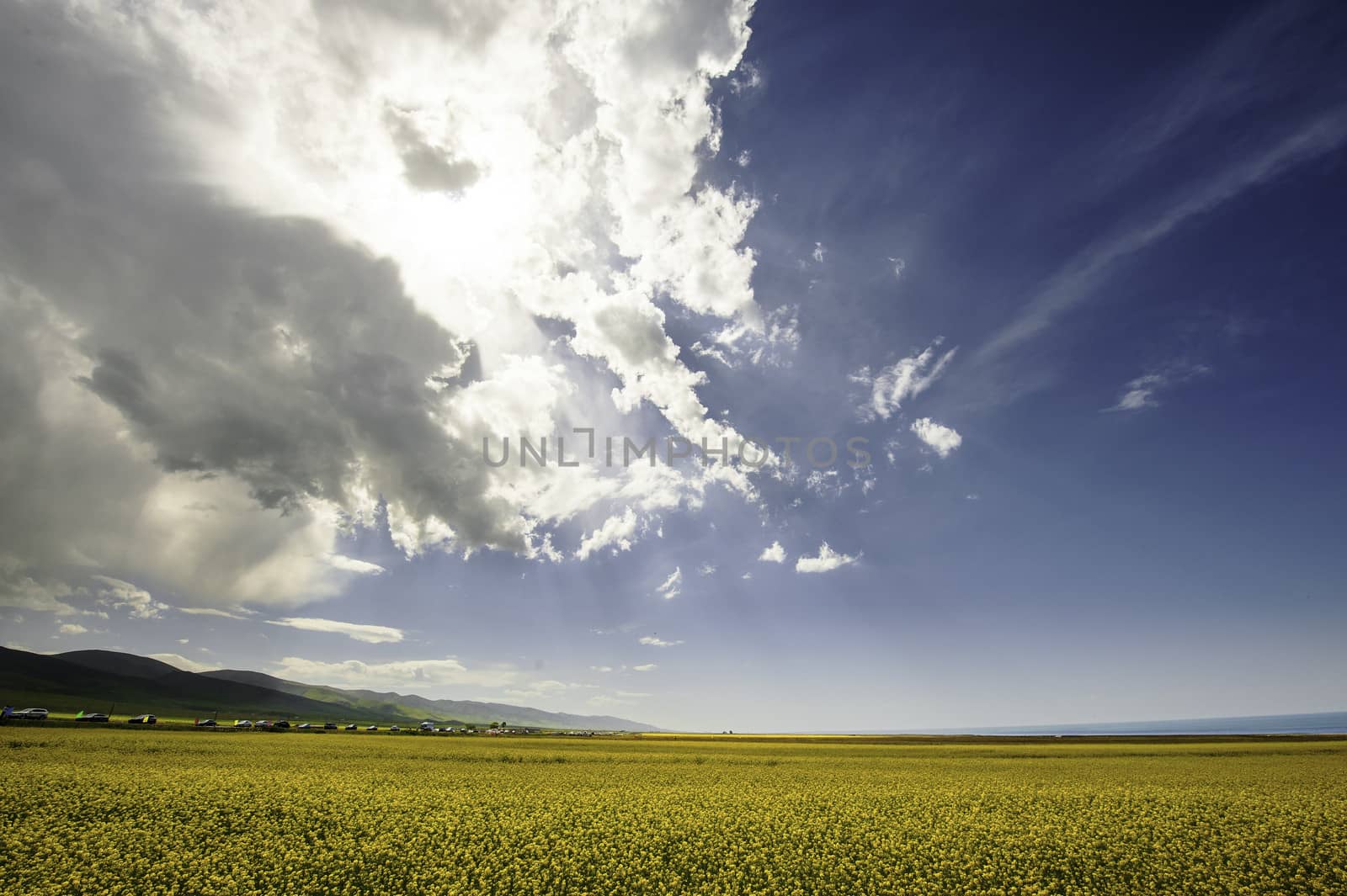 The cole flowers under the sunshine on the mountain in Qinghai province of China.