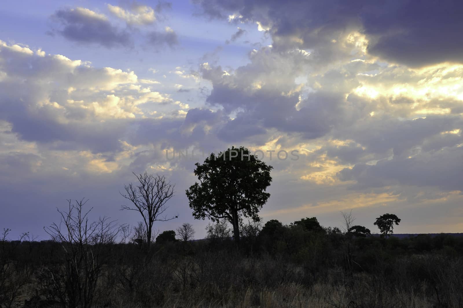 The sunset of Hwange National Park of Zimbabwe.