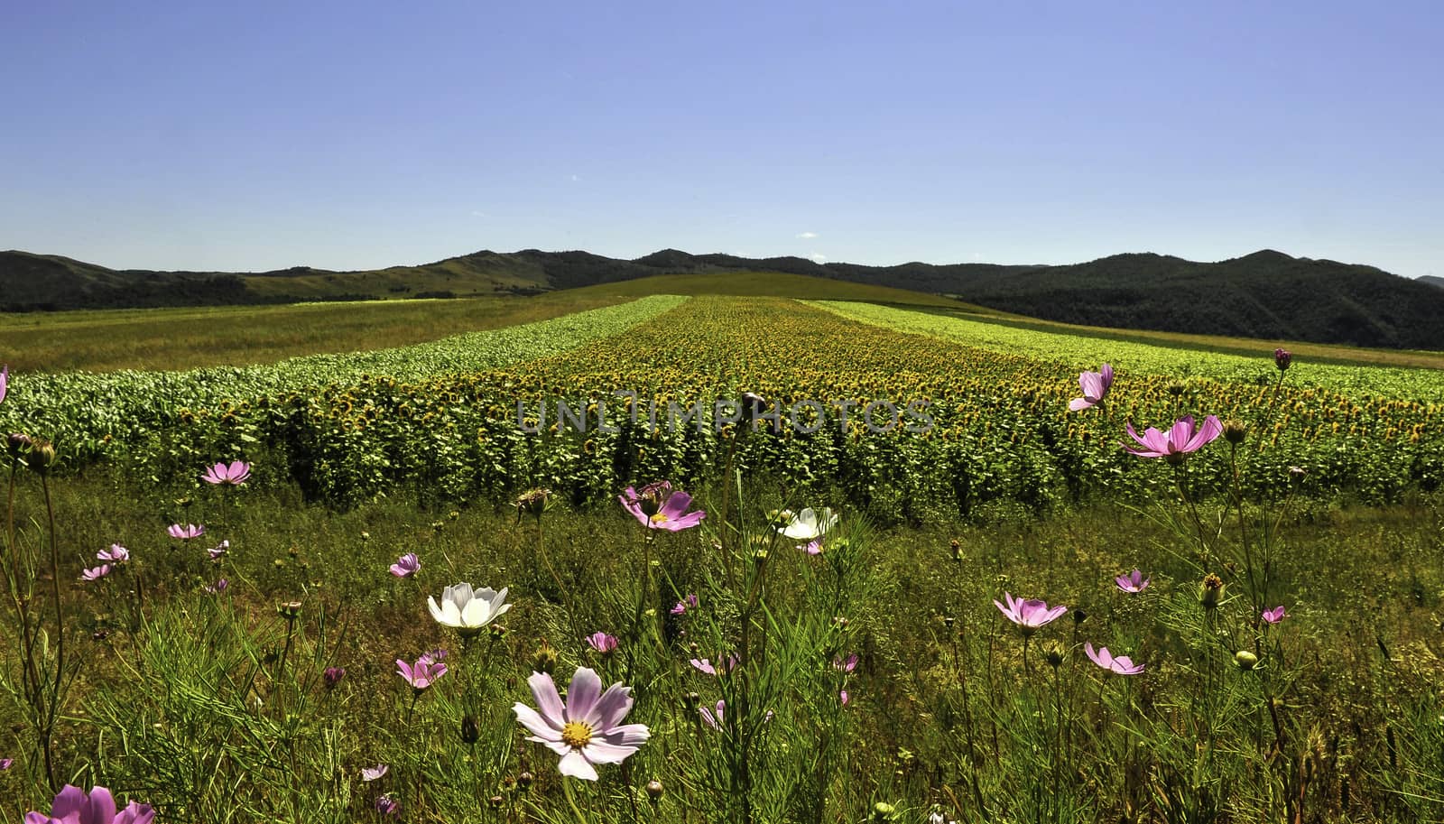 The sun flowers in Hulun prairie in Inner mongolia, China.