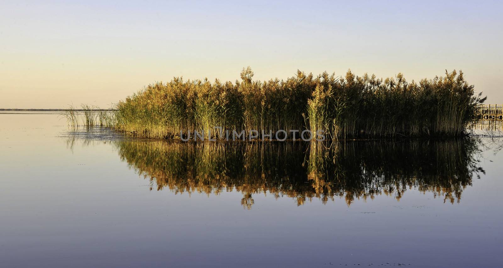 The beautiful reed under the sunset in Wuliang like in Inner Mongolia of China.