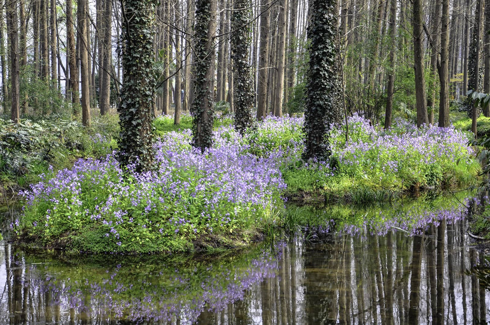 The XiXi wetland in Hangzhou, Zhejiang province of China.