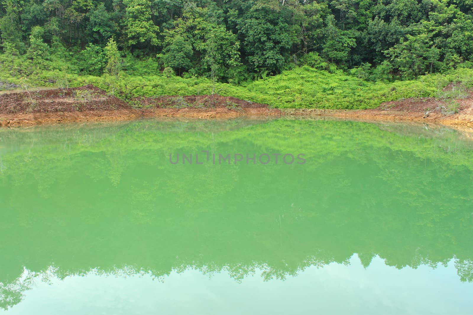 Forest lake