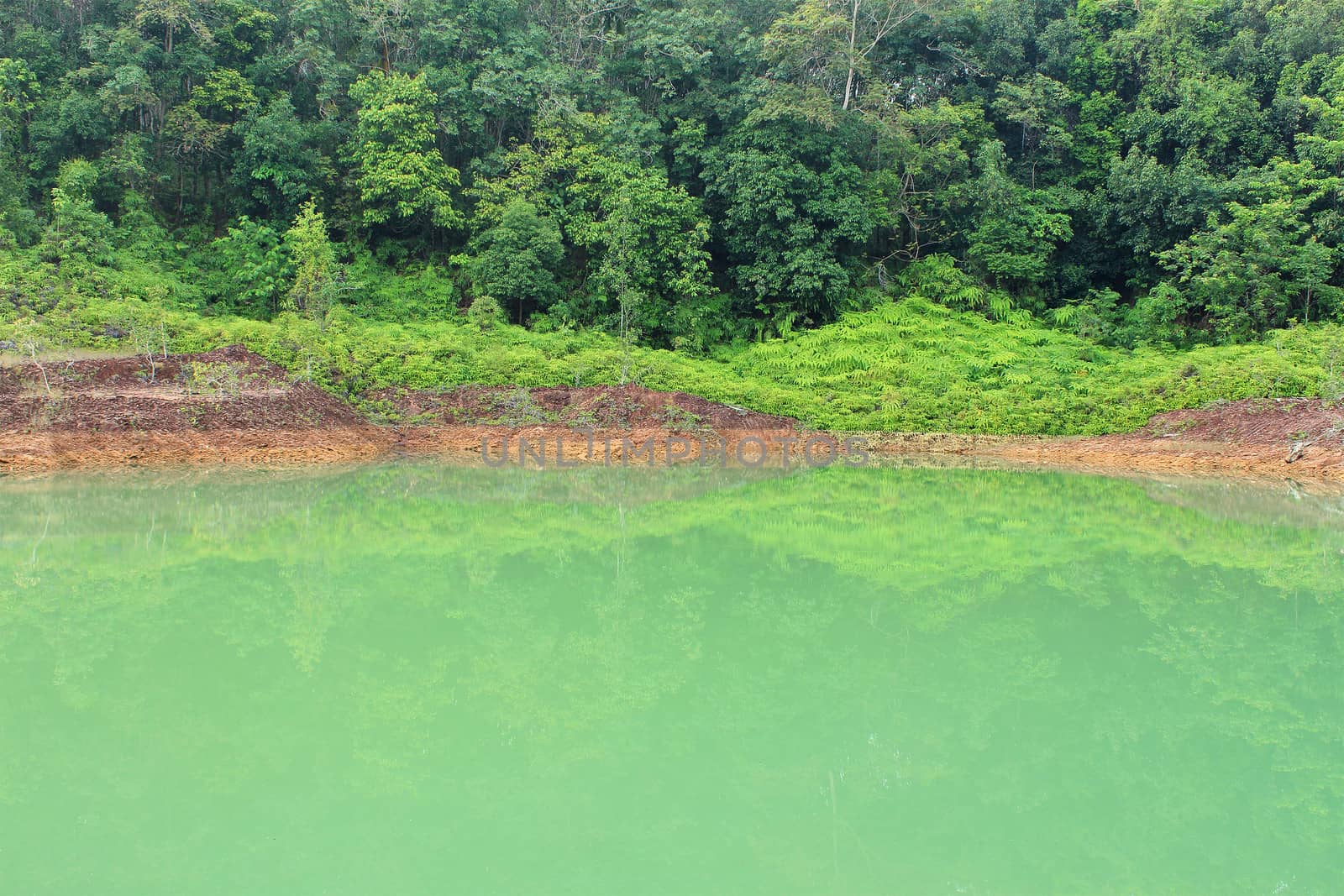 Forest lake