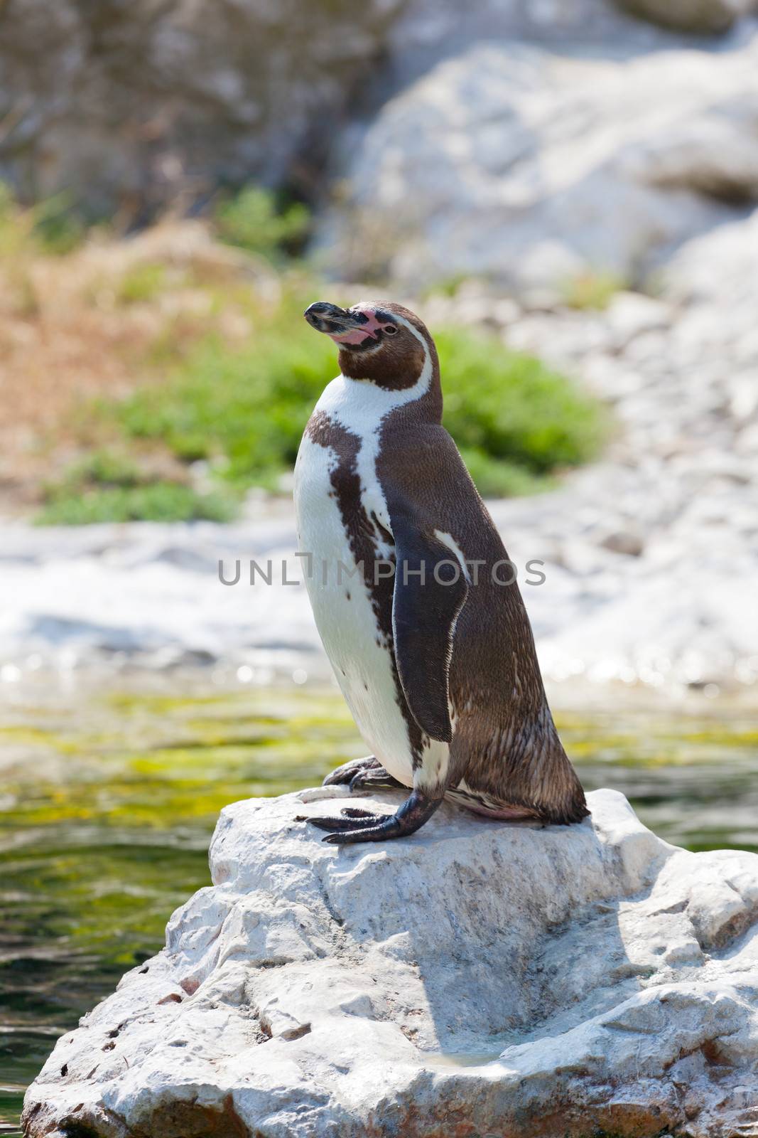 Humboldt's penguin standing on a stone by elena_shchipkova