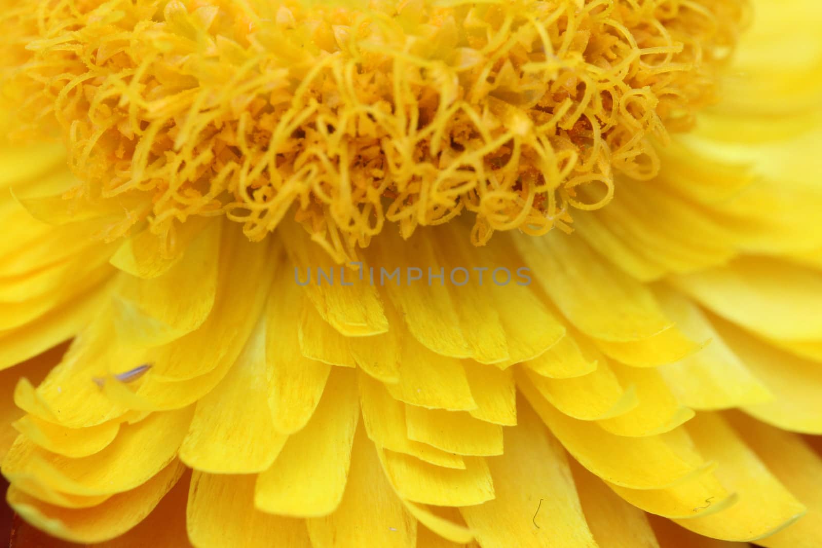 Strohblume yellow flower macro