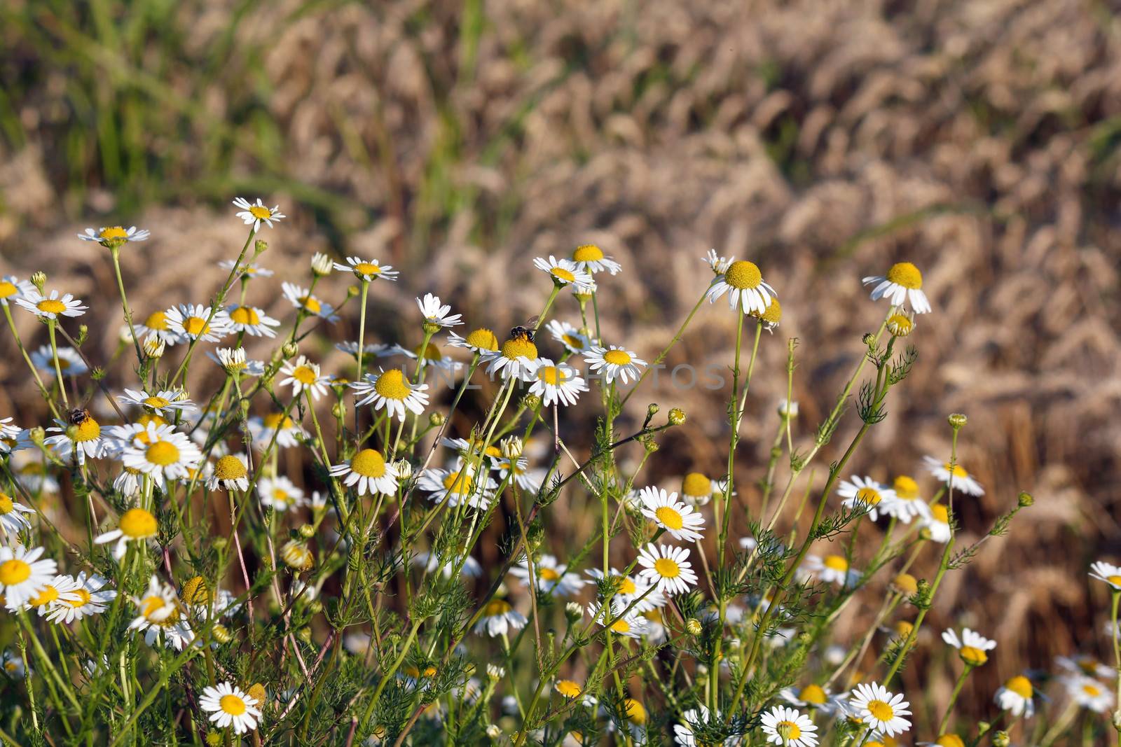 chamomile and bee spring season