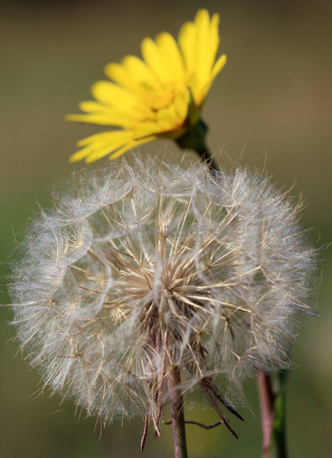 dandelion close up nature background