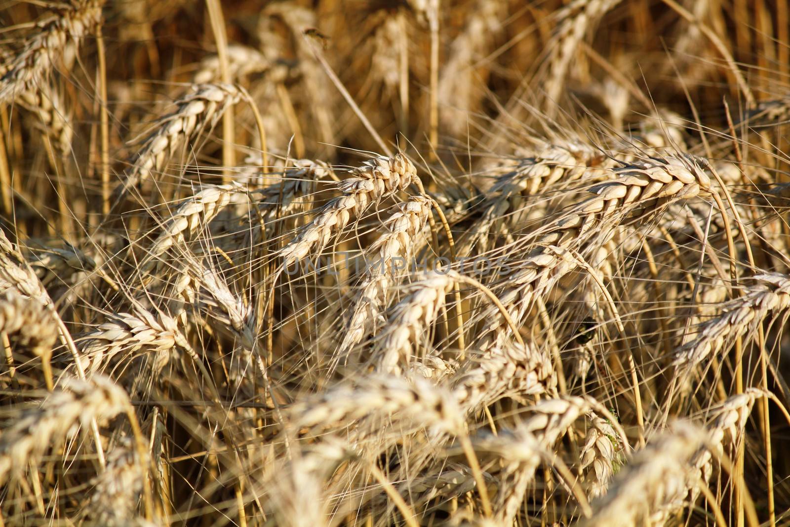 golden wheat field nature background  by goce