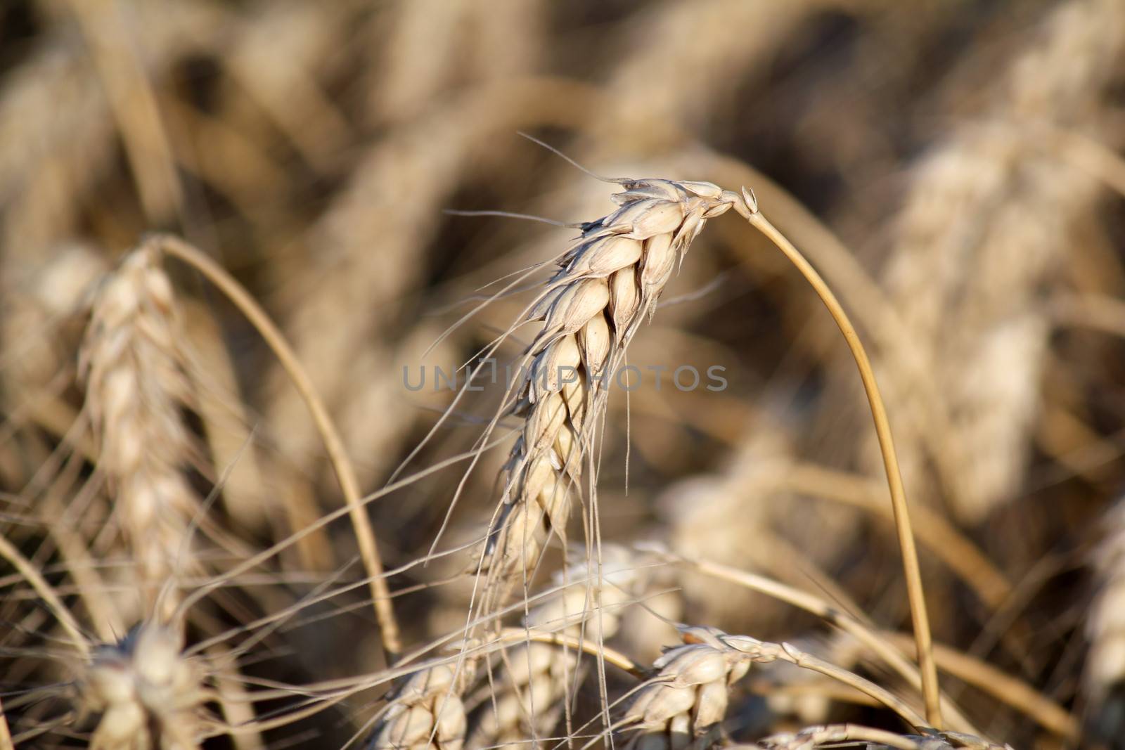 wheat close up nature background 