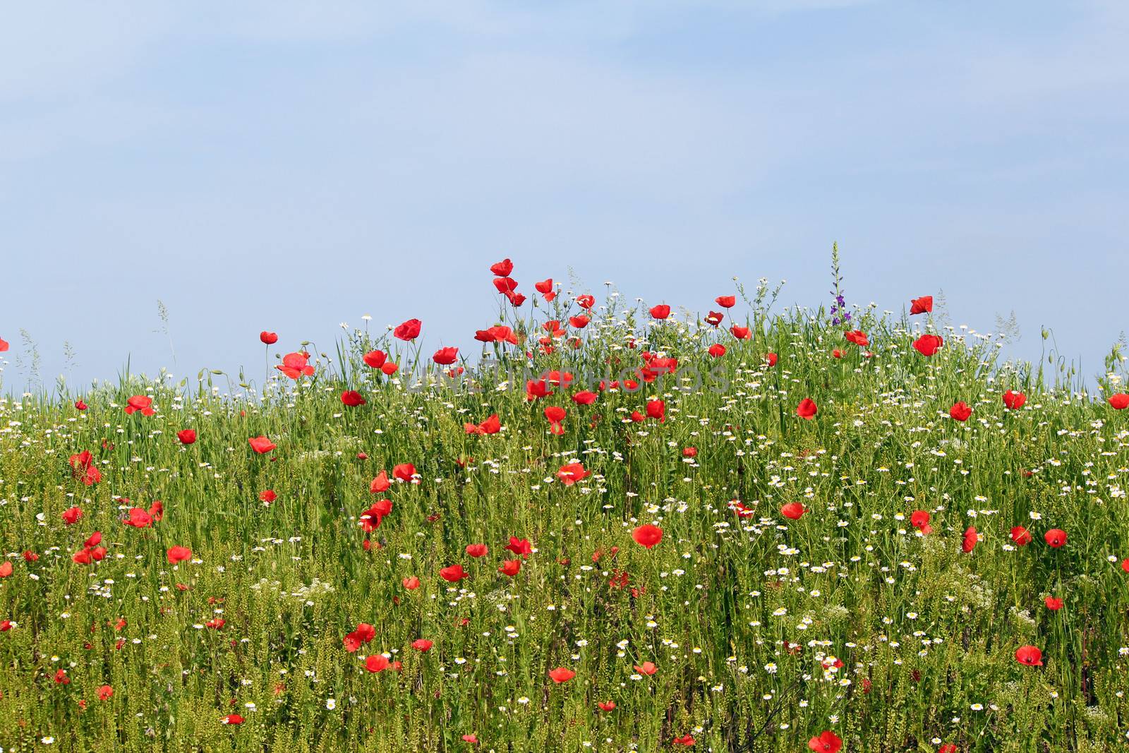 wild flowers meadow spring season by goce