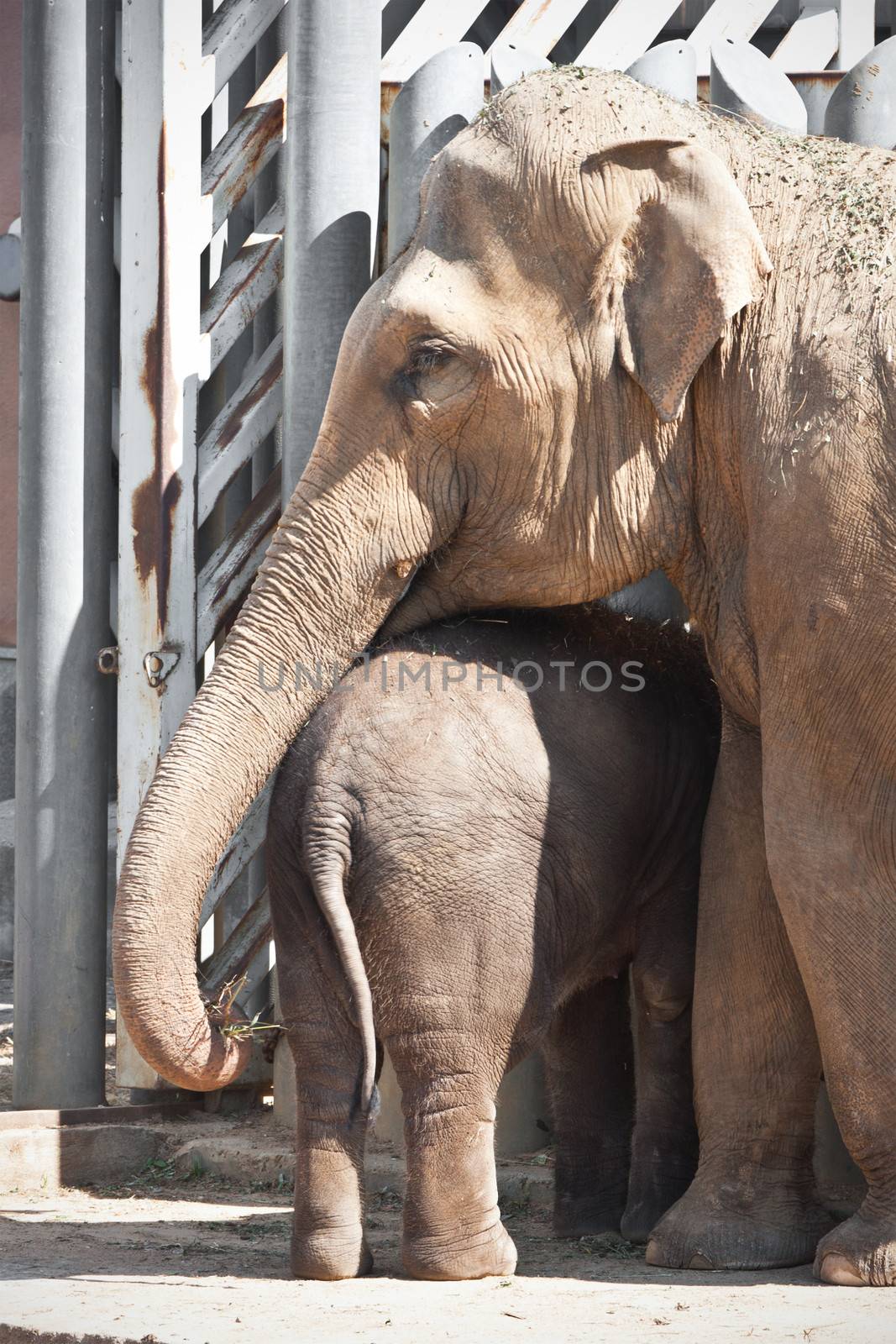 Huge elephant with its cute baby walking in zoo