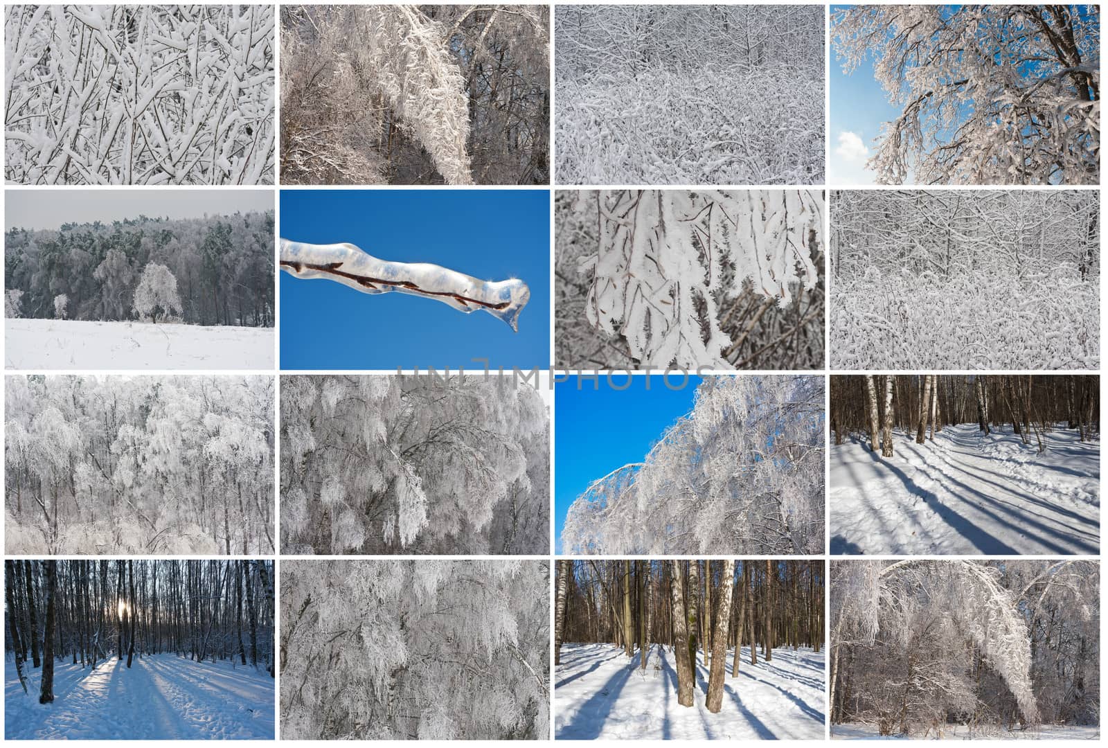 Nice photos of winter forest covered by white snow