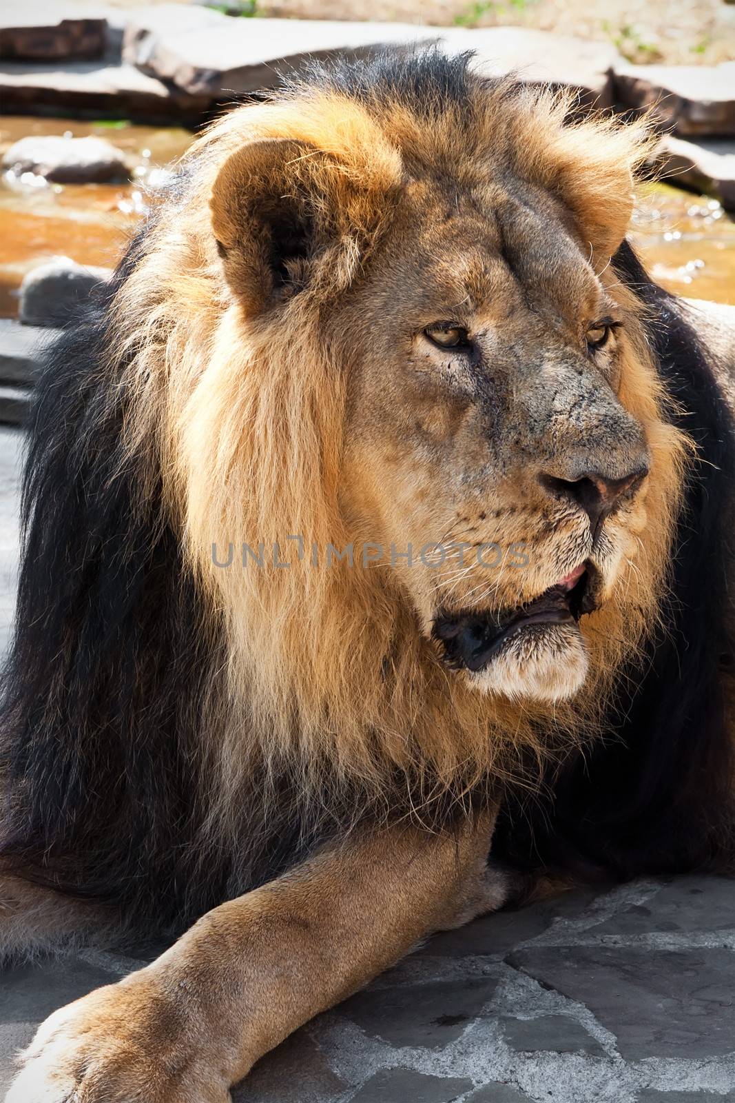 King of animals - African male lion in zoo