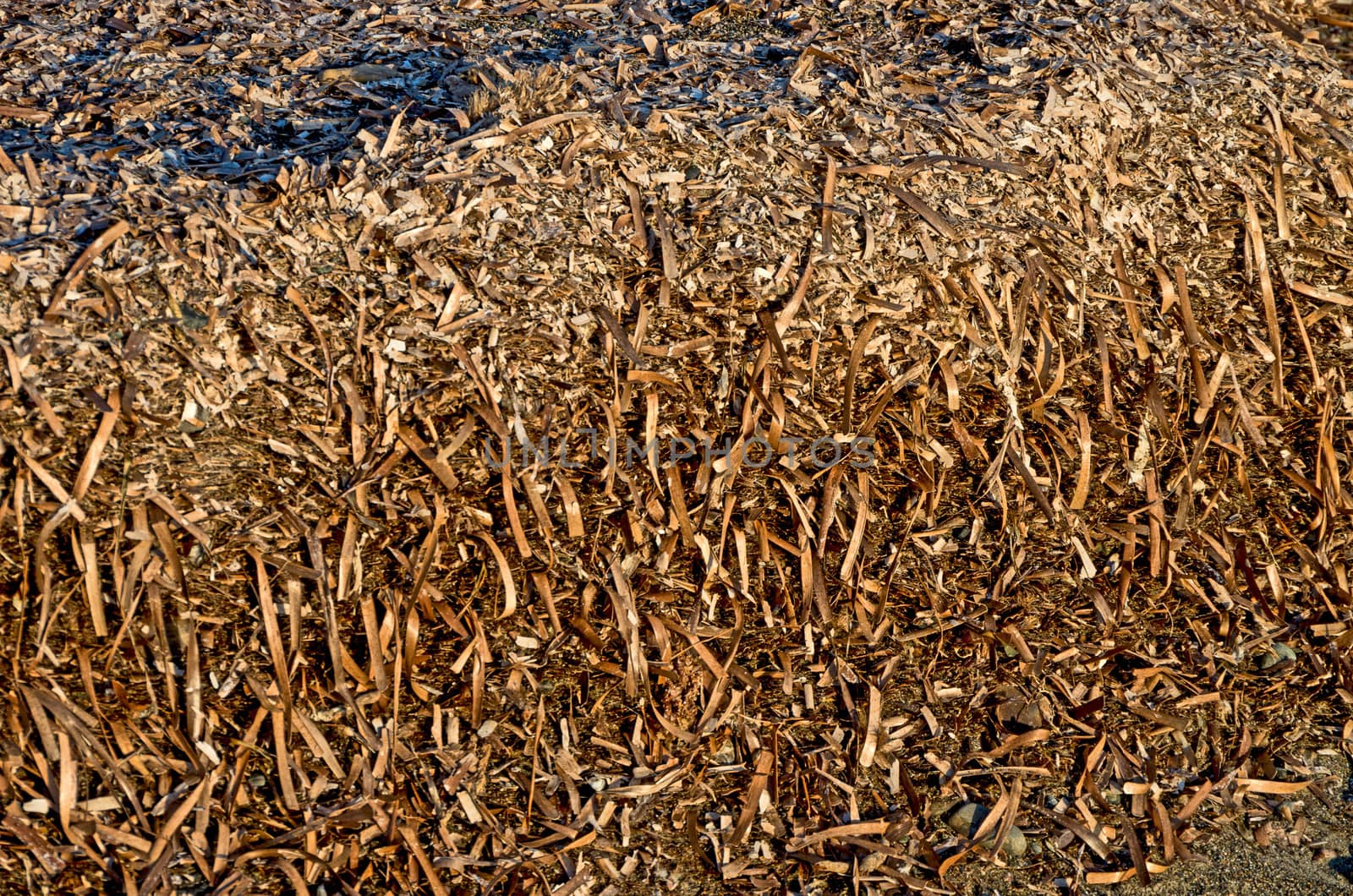 Algae posidonia deposed on the beach by the strenght of the waves