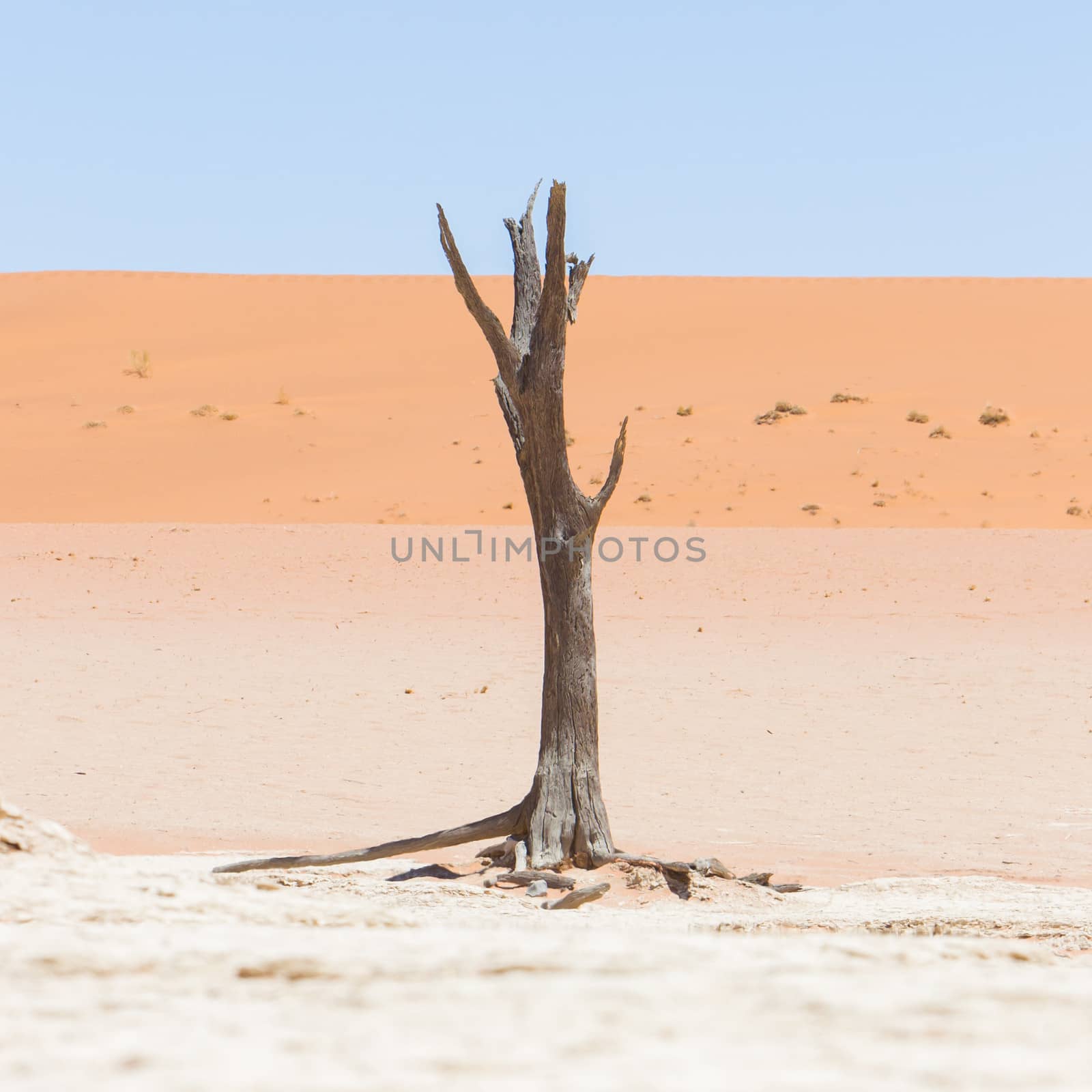 Dead acacia trees and red dunes of Namib desert by michaklootwijk