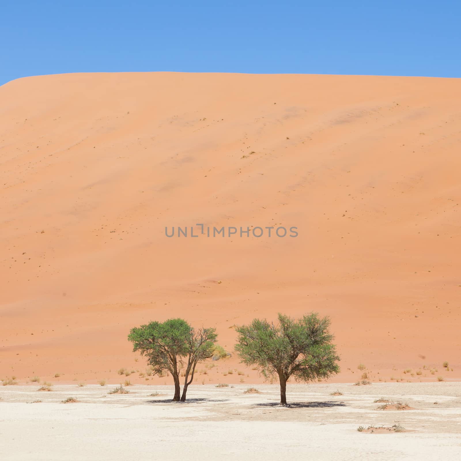 Two living trees in front of the red dunes of Namib desert by michaklootwijk