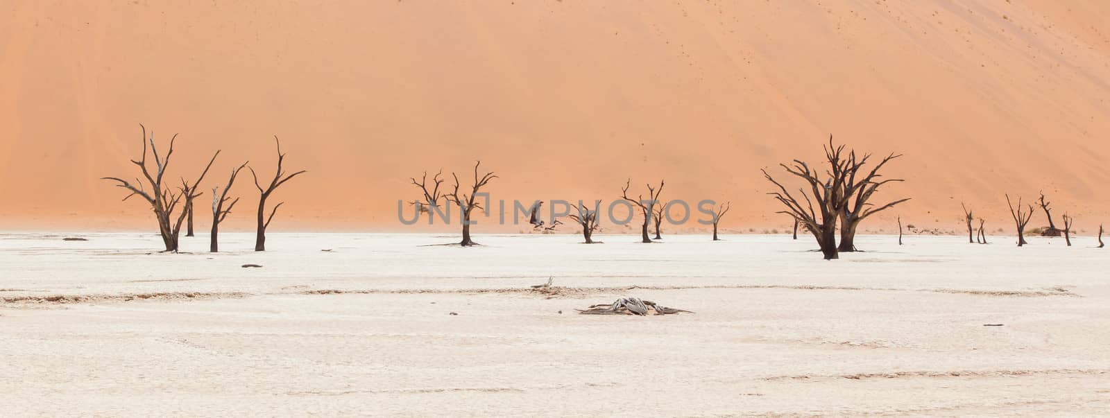 Dead acacia trees and red dunes of Namib desert by michaklootwijk